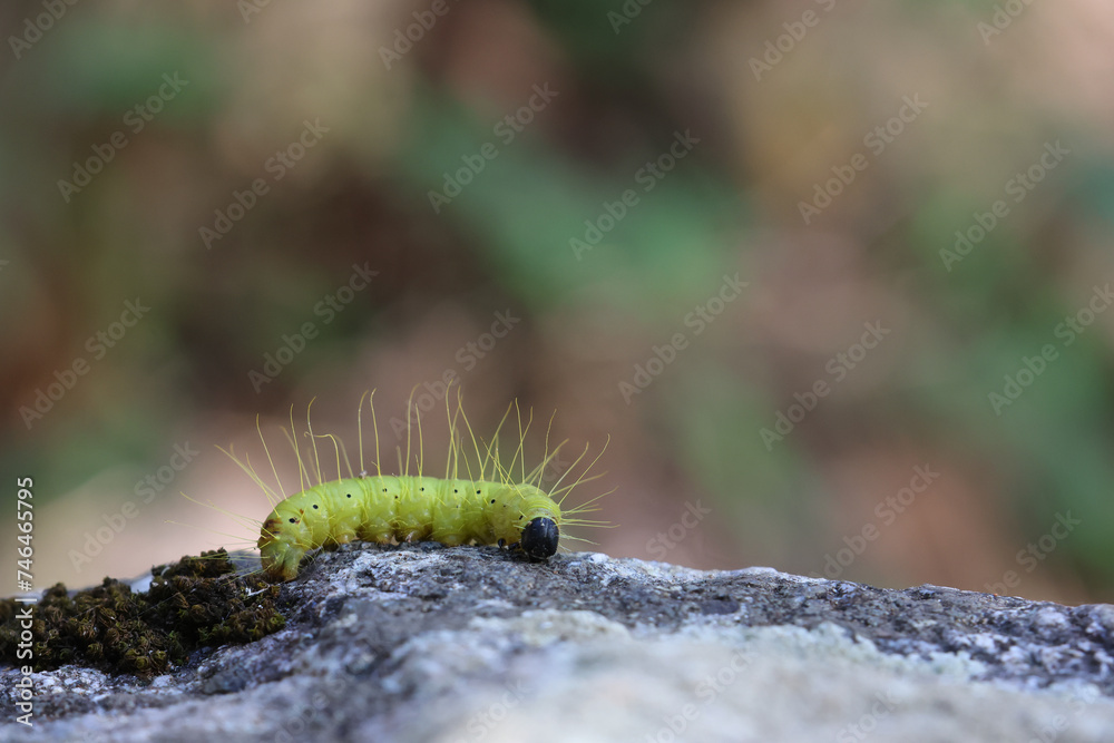 Select a focus Yellow caterpillar with black head. It has long fur that looks funny and cute. Many caterpillars on rocks in the forest at the end of winter in Thailand. Select a focus Yellow caterpillar with black head. It has long fur that looks funny and cute. Many caterpillars on rocks in the forest at the end of winter in Thailand.