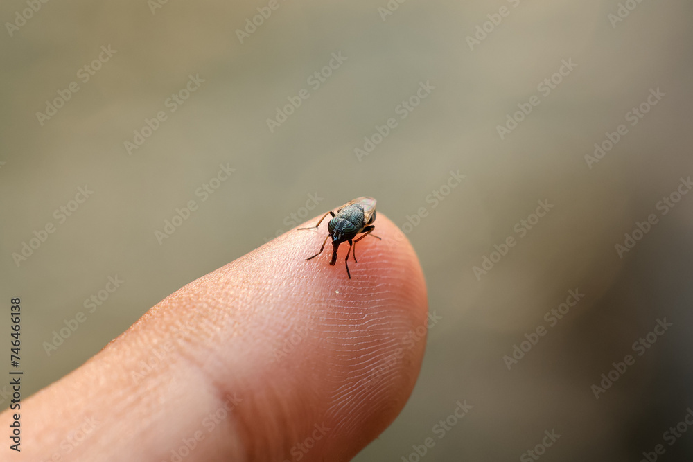 Obraz premium Selective focus A small wild fly with beautiful eyes sits on a finger. Beautiful and unusual insects in the forest