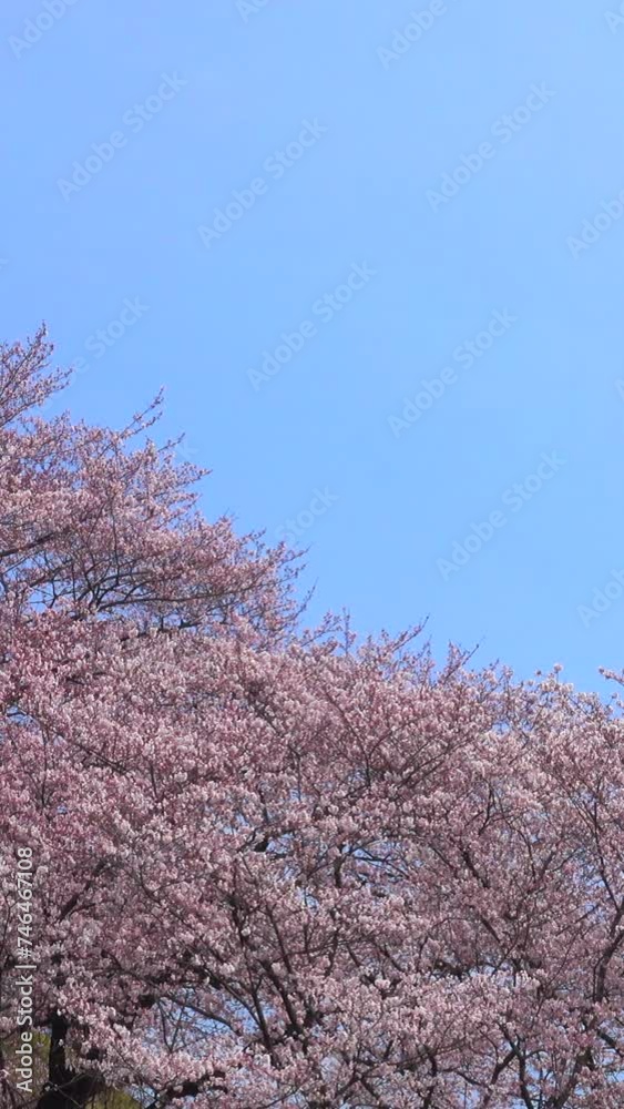 Cherry Blossom Tree in Full Bloom with Blue Sky Cherry Blossom Tree in Full Bloom with Blue Sky