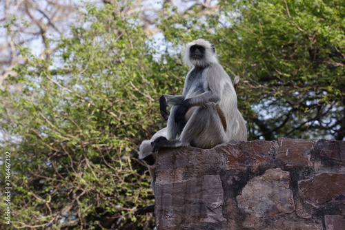 Languar monkeys at Ranthambore fort in India photo