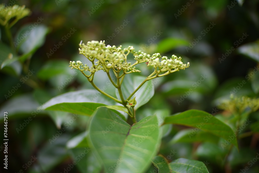 Elderberry fruits in the forest. Elderberry fruits in the forest.