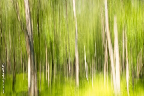ICM intentional camera movement of forest in the summer.