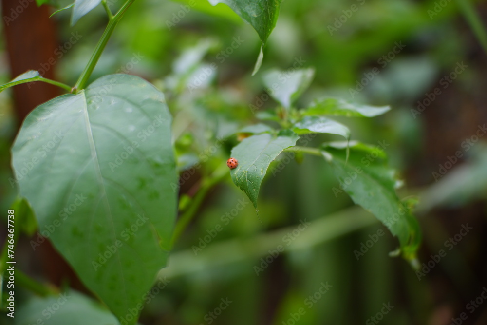 Pests on tomato leaves. Small insect on a leaf. Pests on tomato leaves. Small insect on a leaf.