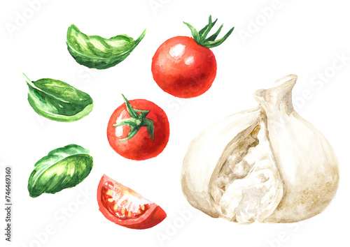 Burrata italian soft cheese with tomatoes and basil set.  Hand drawn watercolor illustration  isolated on white background © dariaustiugova