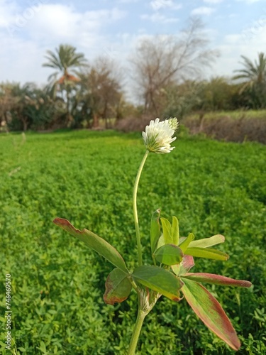 Flower of the trifolium alexandrinum or white flower of Egyptian clover or berseem clover fresh white flower photo