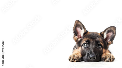 a cute German Shepherd puppy lying against a white background, directing attention towards the copy space, creating a captivating advertisement for pet-related content