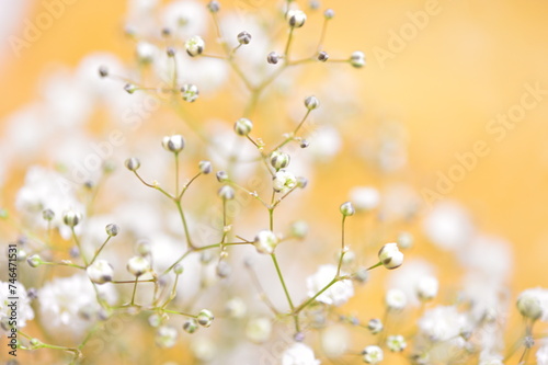 かすみ草　夏の花
