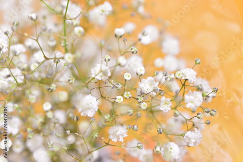 かすみ草　夏の花