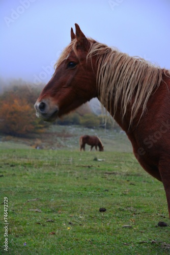 Wild horses in the middle of the nature © Edu