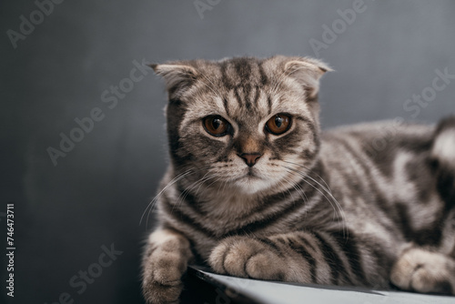 a scottish fold cat is laying down on a table and looking at the camera