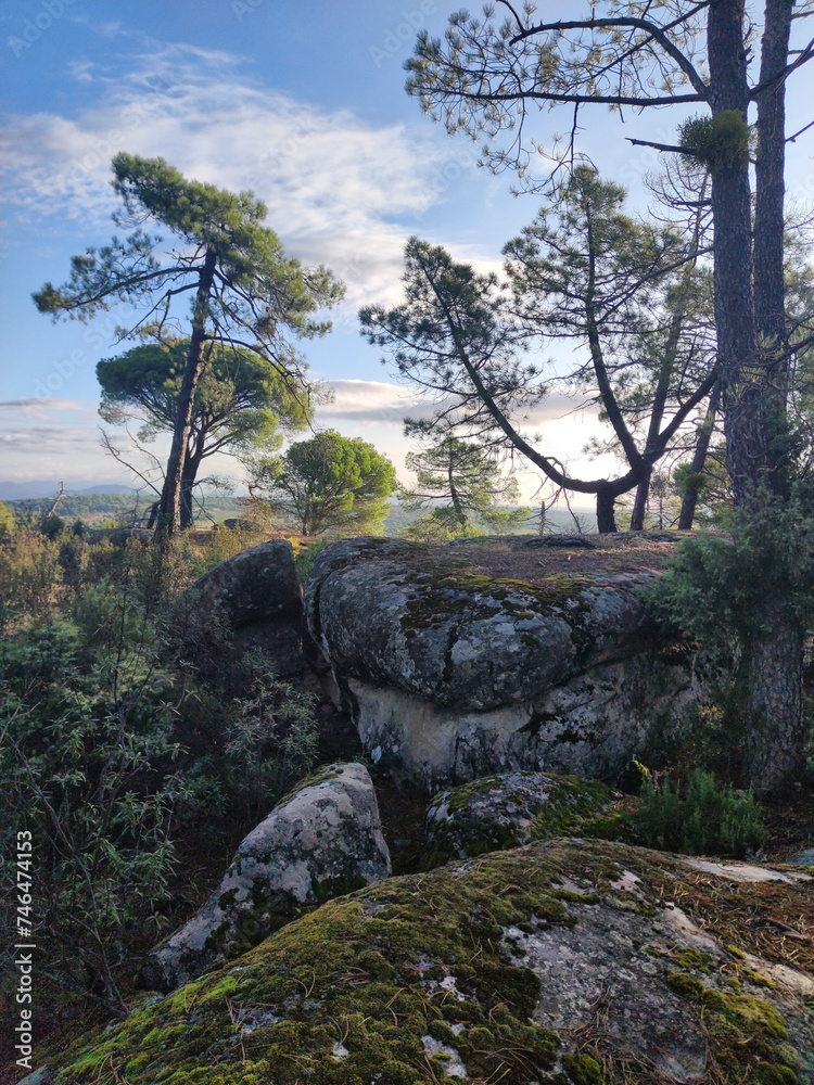 Pinares en Cadalso de los Vidrios. Pinares en Cadalso de los Vidrios.