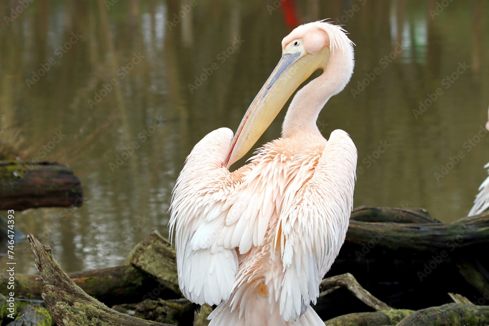 pélicans pélicans