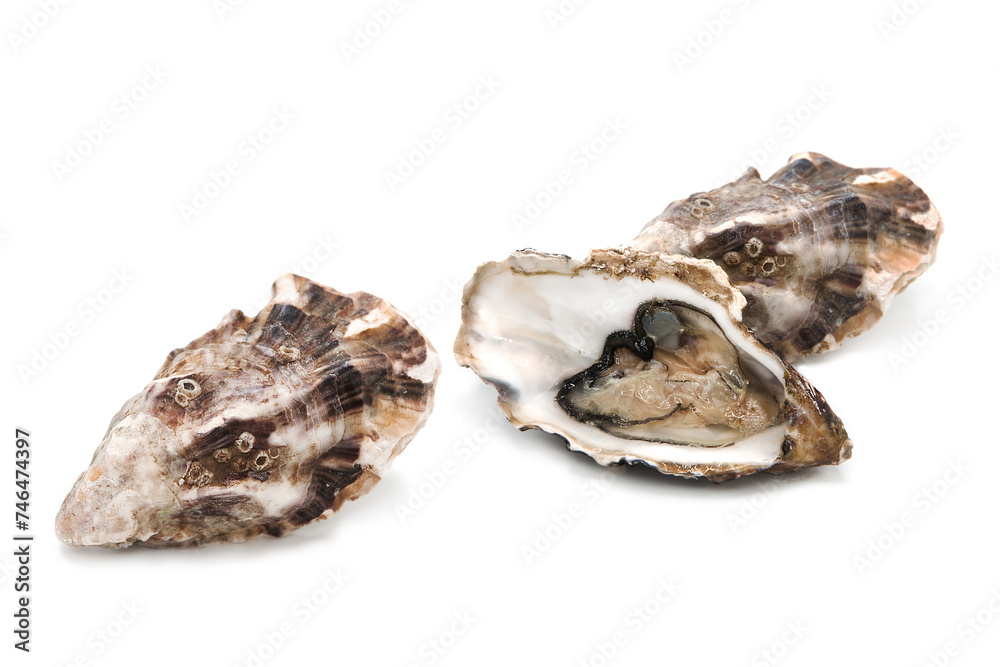 Fresh opened and closed oyster shell isolated on a white background. Seafood. Fresh opened and closed oyster shell isolated on a white background. Seafood.