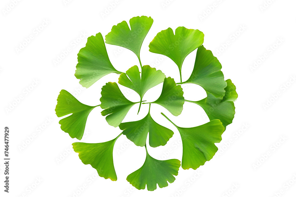 Symmetrical Ginkgo leaves cluster isolated on a transparent background. Symmetrical Ginkgo leaves cluster isolated on a transparent background.