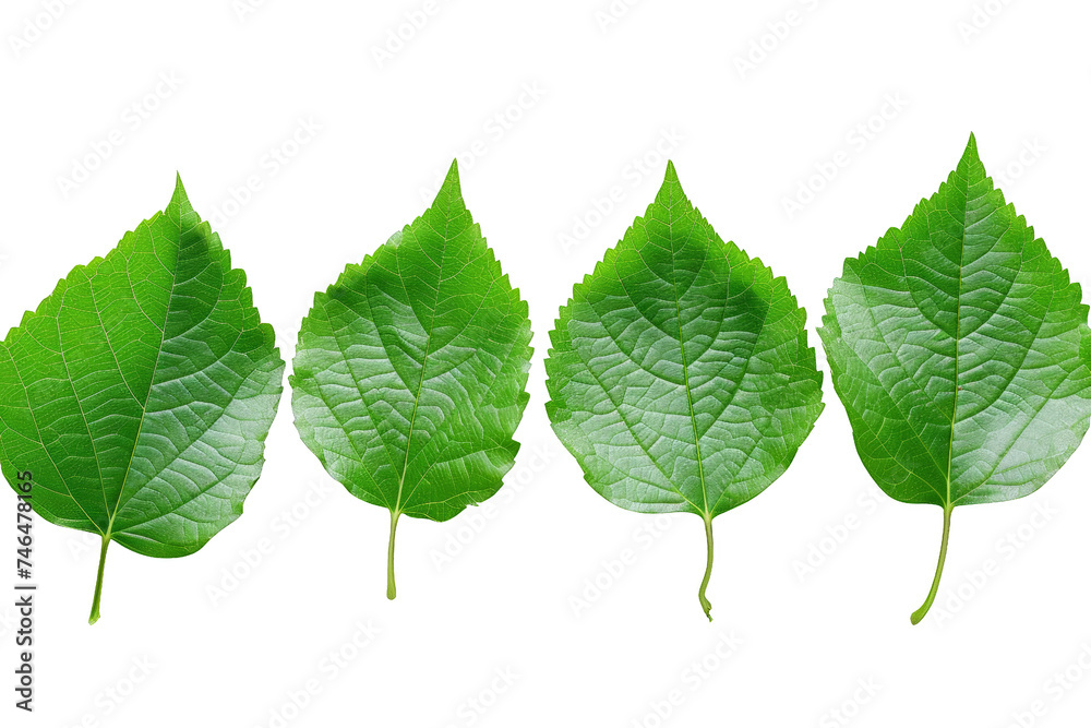 Isolated cluster of green leaves on a transparent background. Natural beauty. Isolated cluster of green leaves on a transparent background. Natural beauty.