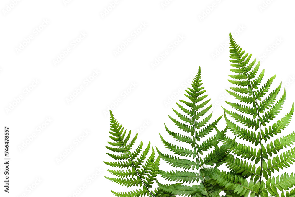 Grouping of fern fronds isolated on a transparent background. Botanical harmony.