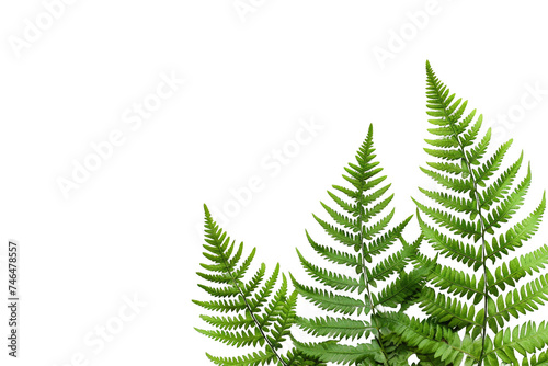 Grouping of fern fronds isolated on a transparent background. Botanical harmony.