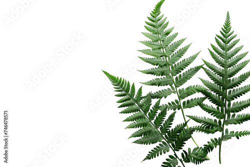 Isolated grouping of fern fronds on a transparent backdrop. Natural elegance.