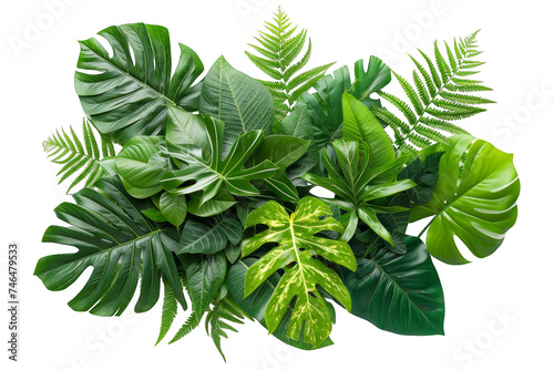 Isolated tropical leaves forming a loose cluster on a transparent backdrop. Nature s tropical elegance.