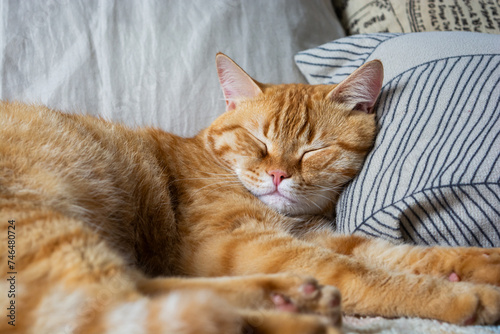 cute tabby orange cat sleeping on the bed