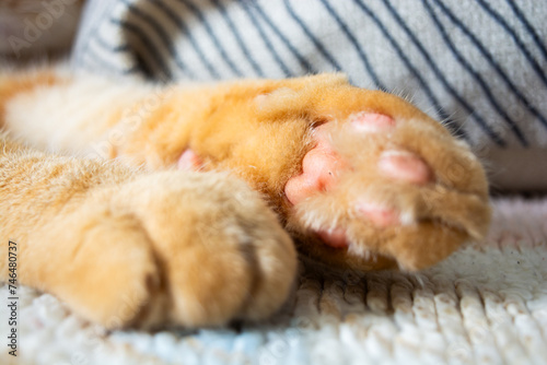 cute tabby orange cat sleeping on the bed