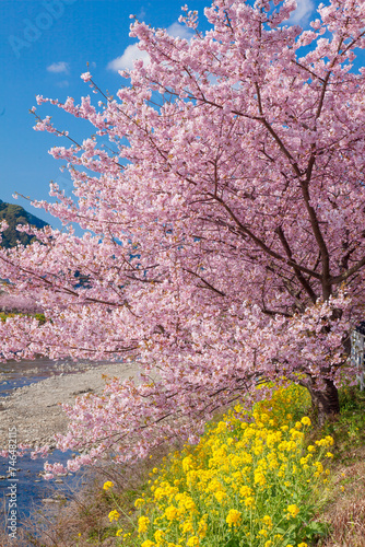 河津桜と菜の花。静岡県 伊豆河津町で撮影。 