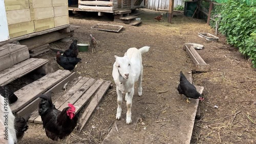 Agriculture. Livestock farming. Close-up of white goats following and sniffing camera. Baby goats playing around stable.