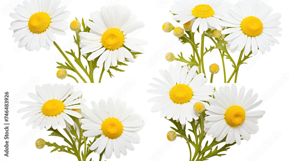 Serene White Chamomile Flowers in a Summer Garden on transparent background- Macro Herbal Blooms for Natural Wellness and Tranquility