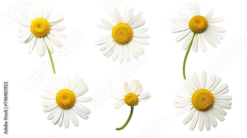 Serene White Chamomile Flowers in a Summer Garden on transparent background - Macro Herbal Blooms for Natural Wellness and Tranquility