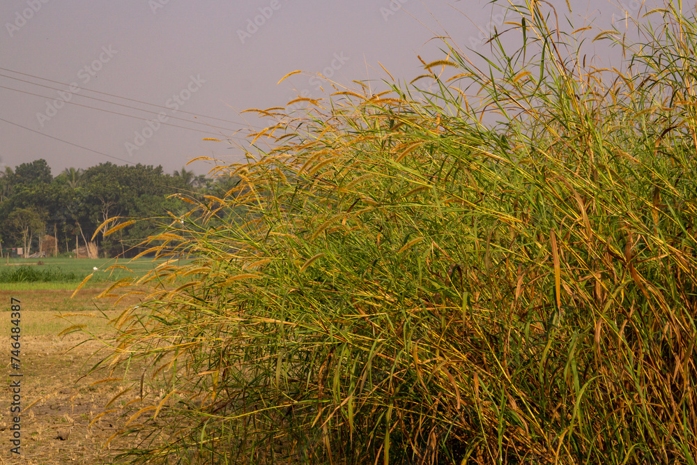 Obraz premium Foxtail millet, scientific name Setaria italica, is an annual grass grown for human food. It is the second-most widely planted species of millet, and the most grown millet species in Asia