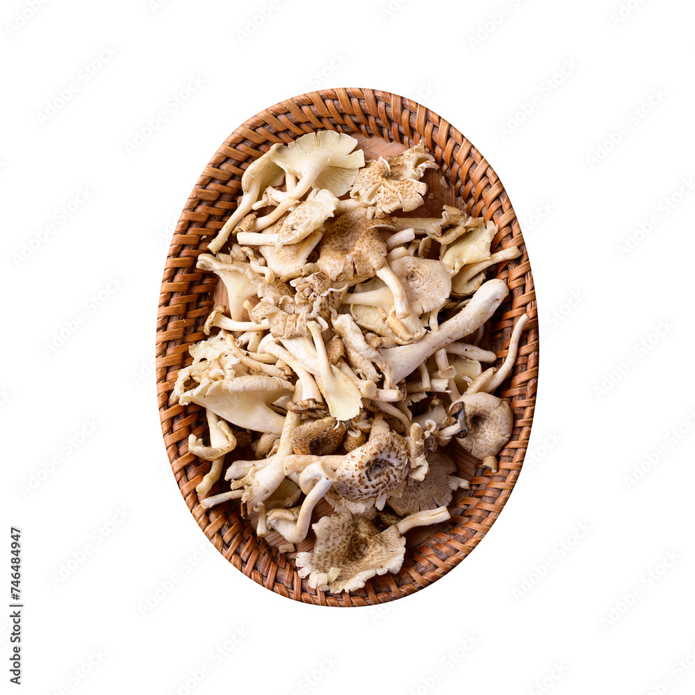 Fresh edible mushroom (Lentinus polychrous) in basket, Top view Fresh edible mushroom (Lentinus polychrous) in basket, Top view