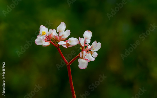 bergenia bressingham white, Pigsqueak, evergreen, leaves, white, flowers, flower, flowering, spring, RM Floral photo