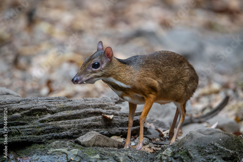Fototapeta Naklejka Na Ścianę i Meble -  Java mouse deer wandering through the jungle in Thailand.​