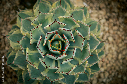 top view of beautiful agave leaves planting at home succulent garden © stockphoto mania