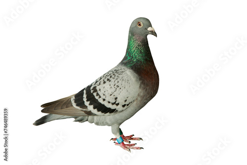 full body of checker feather pattern of homing pigeon standing against clear white background © stockphoto mania