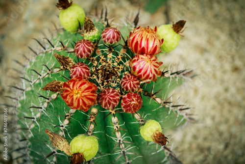 close up fruit of ferocactus at home garden