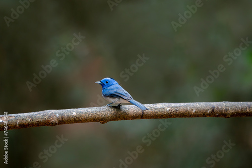 The black-naped monarch or black-naped blue flycatcher photo