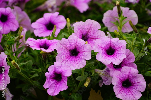 Close-up of Surfinia flowers in the garden - Petunia