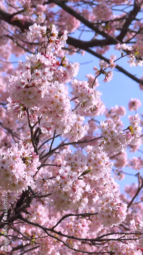 Cherry Blossom Tree in Full Bloom in Spring Cherry Blossom Tree in Full Bloom in Spring