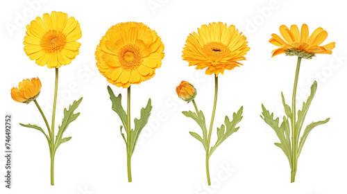 Calendula Officinalis Blooms: Vibrant Yellow and Orange Flowers in a Summer Garden on transparent background - Medicinal Herbal Plant Beauty Captured in Nature's Detail.