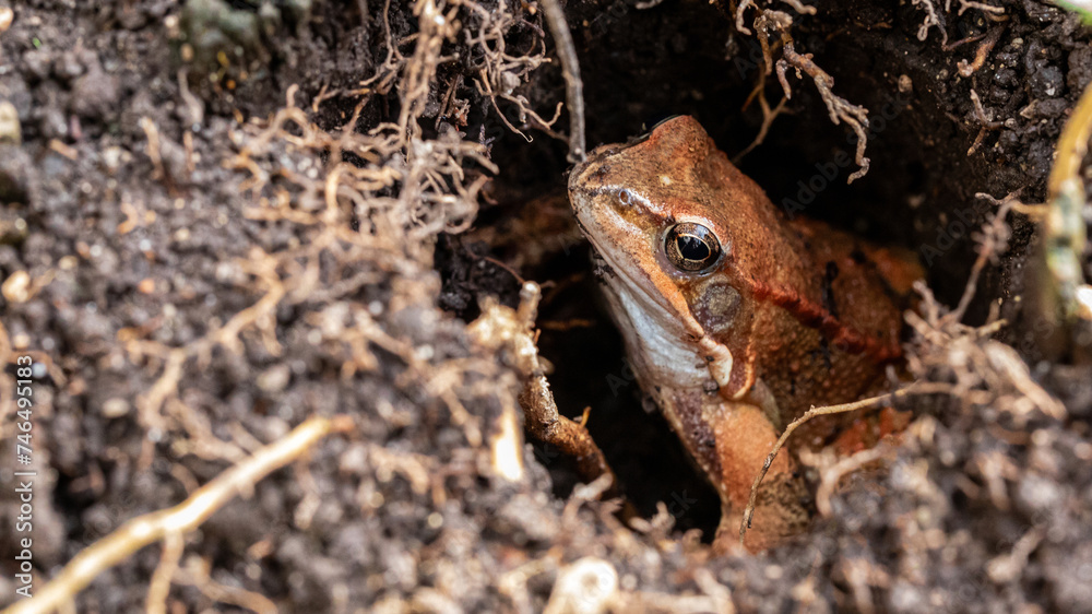 Obraz premium Frosch in einem Loch