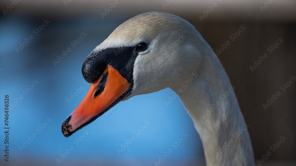 Fototapeta premium Höckerschwan