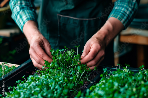 Close-up of a farmer's hands working on growing microgreens, seedlings