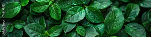 A close up of a bunch of green leaves with water droplets on them, AI