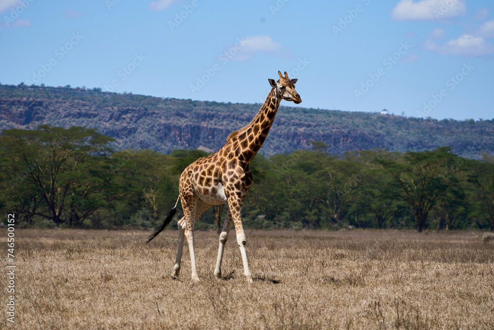 Obraz premium Rothschild Giraffe