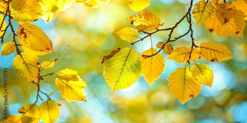 Autumn leaves on sunny day with beautiful bokeh effect