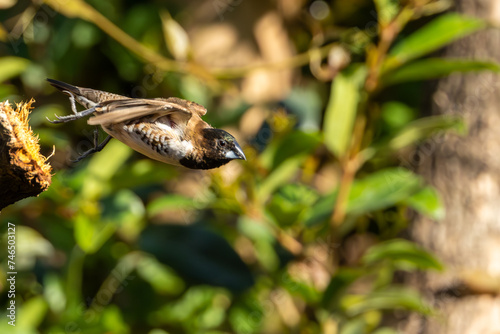 Garden birds – Bronze Mannikin in flight (Gewone Fret) (Spermestes cucullata) in Pretoria, South Africa photo