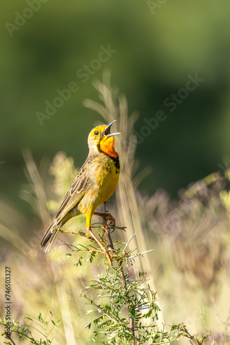 This Cape Longclaw (Oranjekeelkalkoentjie) (Macronyx capensis) boasts a beautiful orange throat and yellow body colourings), in Rietvlei Nature reserve, Pretoria, Gauteng, South Africa