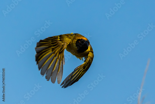 Male Southern Masked Weaver (Swartkeelgeelvink) (Ploceus velatus) in flight in  Rietvlei Nature Reserve photo