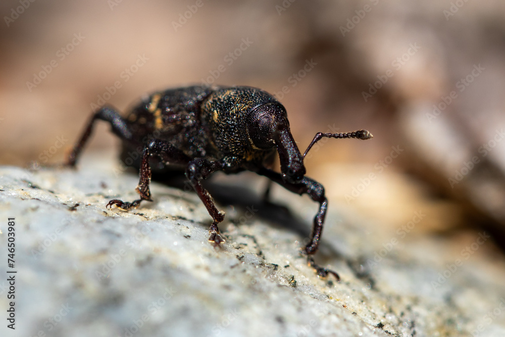 Large pine weevil Large pine weevil